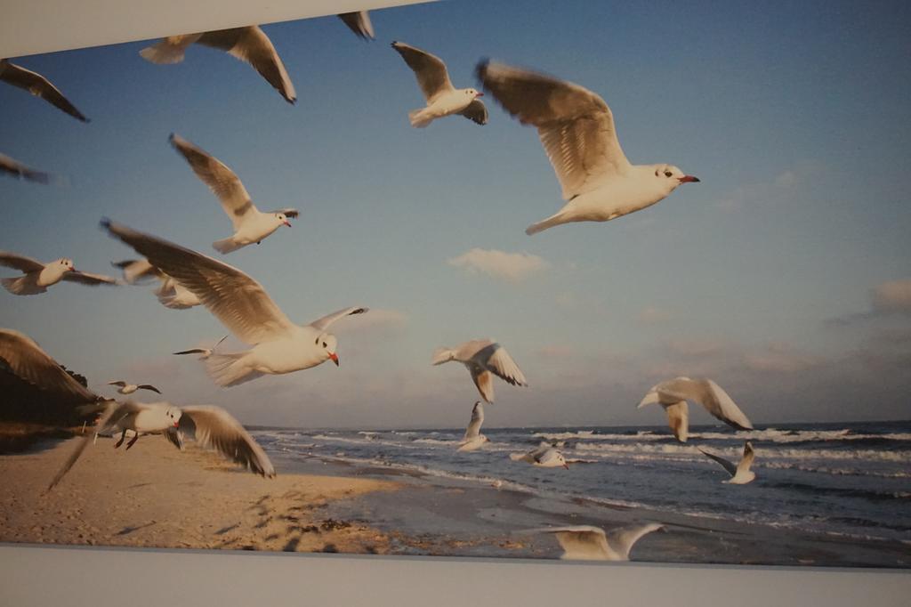 Apartamenty I Domki Osinscy Braniewo Exteriér fotografie